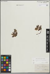 Foto von Salix lapponum L. x Salix myrtilloides L.